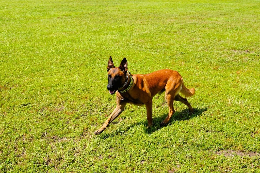 Bay County Sheriff's Office working dog in training